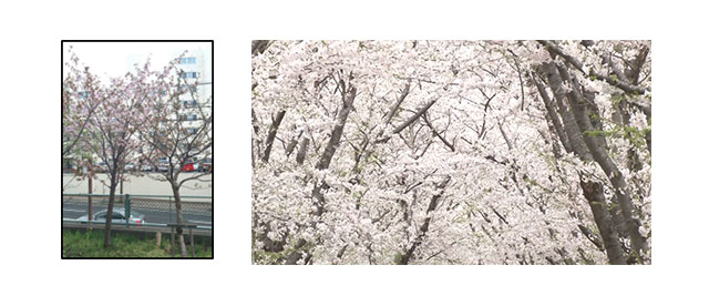 藤やん＆うれしーが北海道の絶景桜シーンを生配信。 伝説の「どうでしょう桜」移植の様子も！