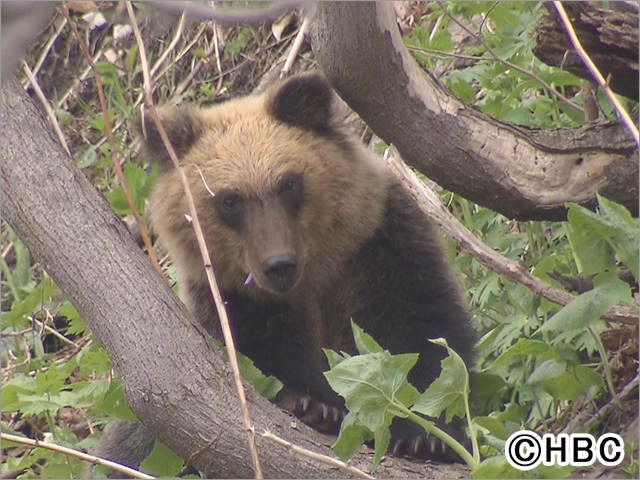 クマ対策に取り組むべきは誰なのか。1年10カ月の取材から民主主義の課題を考えるドキュメンタリー