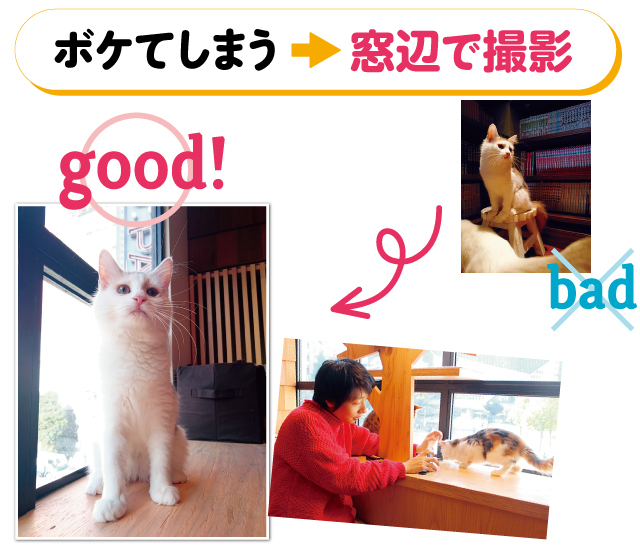 スマホで猫をかわいく撮る！