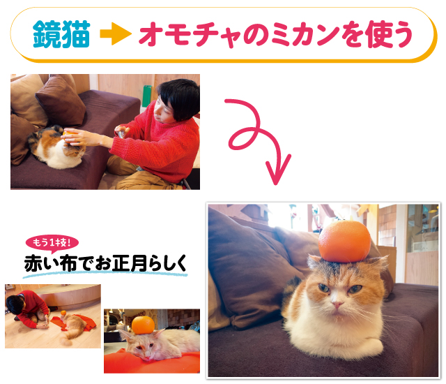 スマホで猫をかわいく撮る！