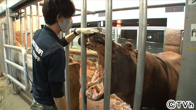 高橋みなみが札幌市円山動物園の1日飼育員に！「70のヒミツ」に迫る