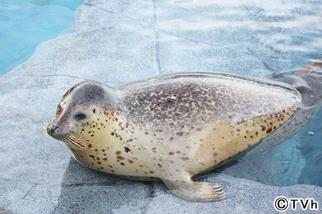 高橋みなみが札幌市円山動物園の1日飼育員に！「70のヒミツ」に迫る