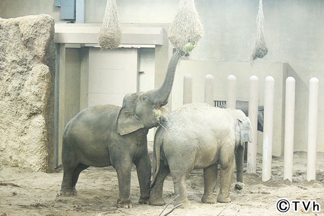 高橋みなみが札幌市円山動物園の1日飼育員に！「70のヒミツ」に迫る