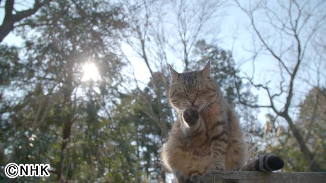 大西流星が愛猫のおもちゃ作りに挑戦！ 初登場の藤原大祐は愛犬との“おうち時間”を公開!!