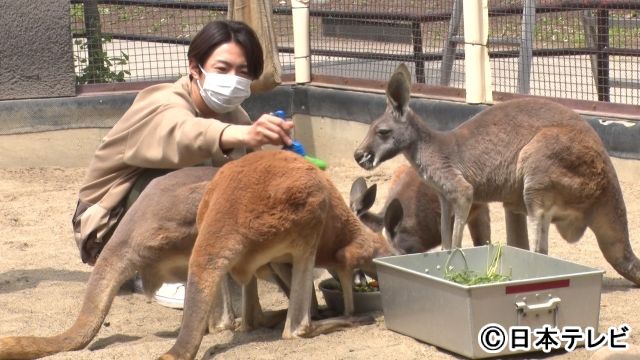 相葉雅紀が12年ぶりに訪れた動物園で“奇跡”を目撃!?