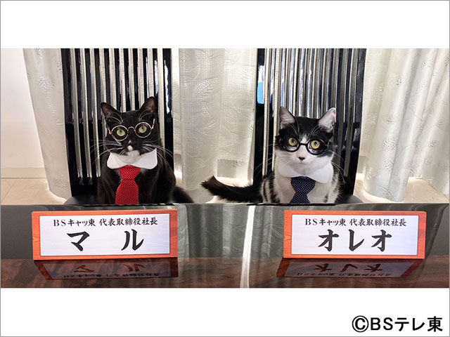 BSテレ東が今年も「猫の日」限定“BSキャッ東”に改名！ 800年ぶりに「2」の数字が多い特別な年