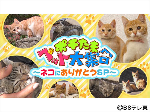 BSテレ東が今年も「猫の日」限定“BSキャッ東”に改名！ 800年ぶりに「2」の数字が多い特別な年