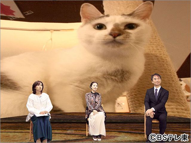 BSテレ東が今年も「猫の日」限定“BSキャッ東”に改名！ 800年ぶりに「2」の数字が多い特別な年