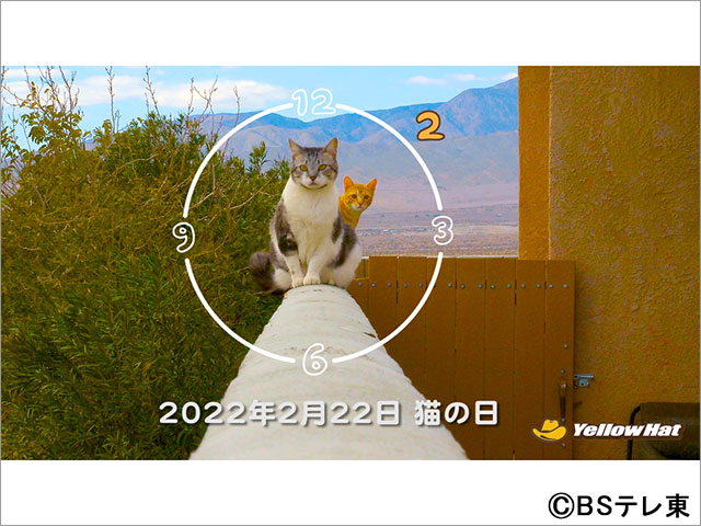 世界初!? 2月22日にネコたちが時刻をお知らせする「猫時報」