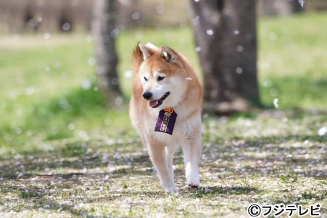 「ナンバMG5」難破家の愛犬・松がかわいいと話題沸騰中！ 津田健次郎も「本当にかわいい。最高です！ あいつ最高です（笑）」