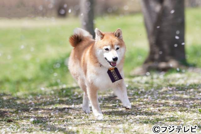 「ナンバMG5」難破家の愛犬・松がかわいいと話題沸騰中！ 津田健次郎も「本当にかわいい。最高です！ あいつ最高です（笑）」