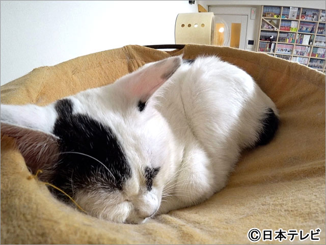 嗚呼!!みんなの動物園 2時間SP
