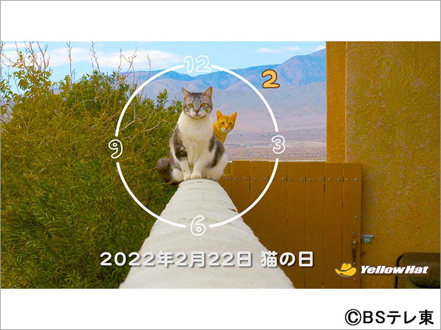 2月22日は今年もBSテレ東が“BSキャッ東”に！ 藤あや子の愛猫・マル＆オレオが社長続投