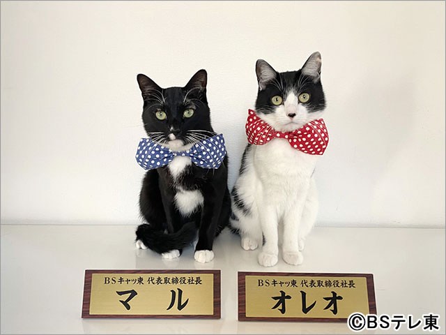 2月22日は今年もBSテレ東が“BSキャッ東”に！ 藤あや子の愛猫・マル＆オレオが社長続投