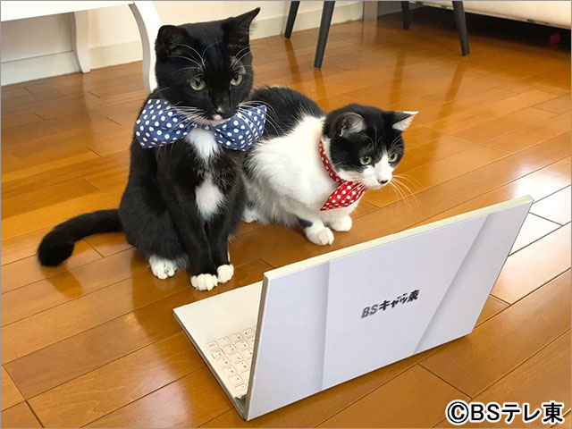 2月22日は今年もBSテレ東が“BSキャッ東”に！ 藤あや子の愛猫・マル＆オレオが社長続投