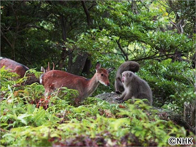 相葉雅紀、日本が誇る五つの自然遺産をナビゲート！ 超高精細4K映像で中継