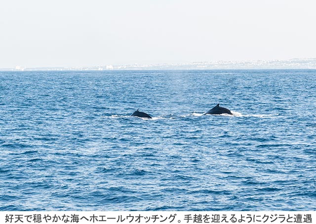 好天で穏やかな海へホエールウオッチング。手越を迎えるようにクジラと遭遇（GAORA「手越祐也の春旅2023 in 沖縄 ～最高のバーベキューをしテイッ！～」）