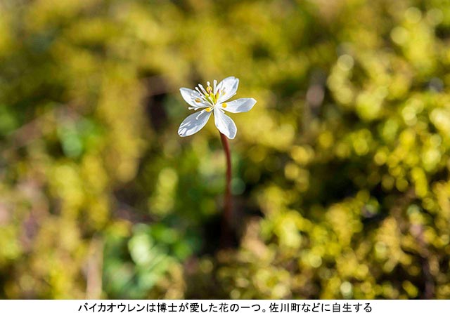 牧野富太郎博士ゆかりの地“高知・聖地めぐり”高知県牧野植物園