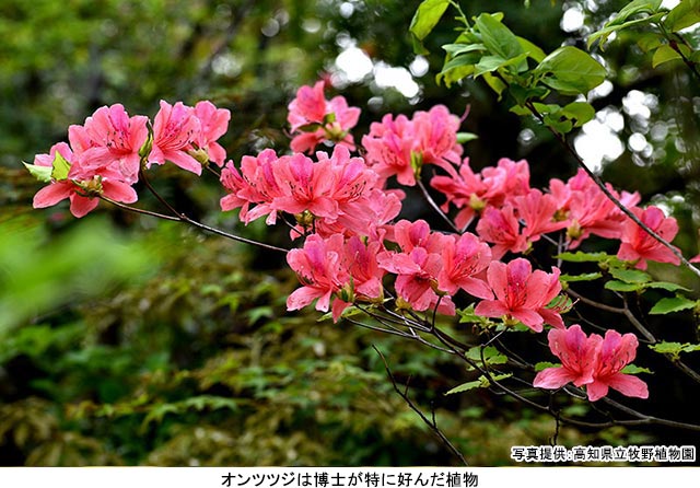 牧野富太郎博士ゆかりの地“高知・聖地めぐり”高知県牧野植物園