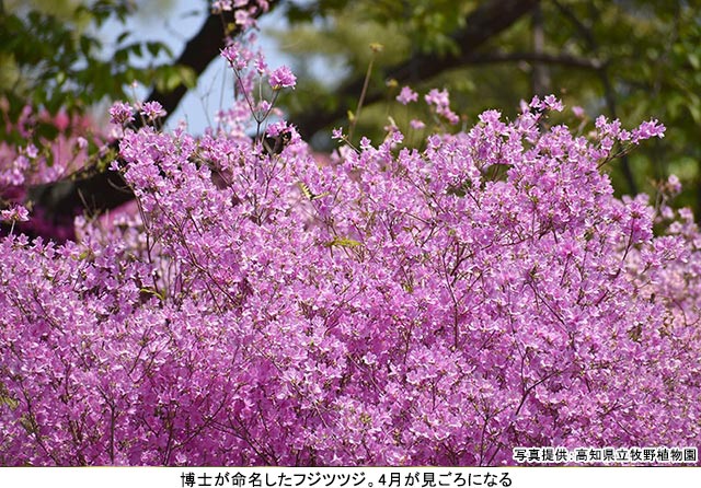 牧野富太郎博士ゆかりの地“高知・聖地めぐり”高知県牧野植物園