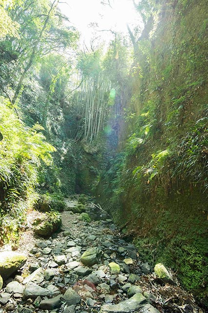 牧野富太郎博士ゆかりの地“高知・聖地めぐり”伊尾木洞