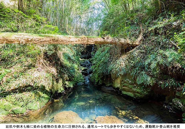 牧野富太郎博士ゆかりの地“高知・聖地めぐり”伊尾木洞