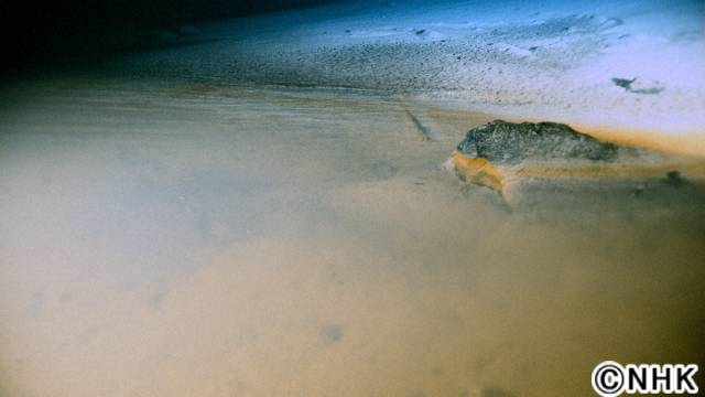 「NHKスペシャル　ディープオーシャンII」世界一透明度が高い海、サウジアラビア・紅海の深海調査にNHK取材班が8Kカメラを持って挑む！