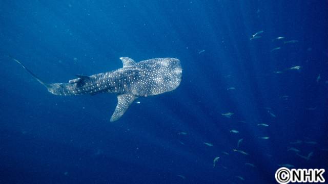 「NHKスペシャル　ディープオーシャンII」世界一透明度が高い海、サウジアラビア・紅海の深海調査にNHK取材班が8Kカメラを持って挑む！