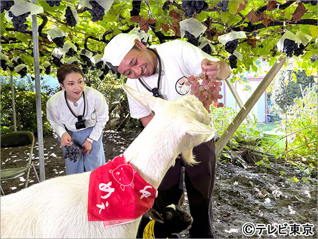 山梨県甲州市で雑草モグモグ旅！「ヤギと大悟」で西野七瀬が軽トラ運転＆平愛梨が号泣!?