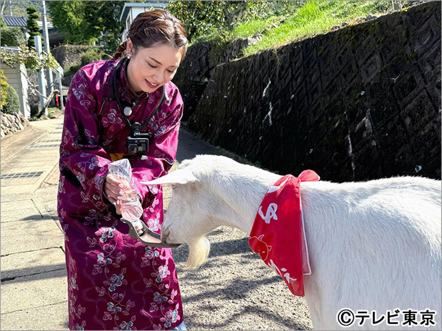 山梨県甲州市で雑草モグモグ旅！「ヤギと大悟」で西野七瀬が軽トラ運転＆平愛梨が号泣!?