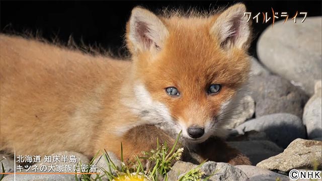 【とっておき2023北海道】ワイルドライフ「世界遺産 知床 キタキツネ大家族 海辺に生きる」