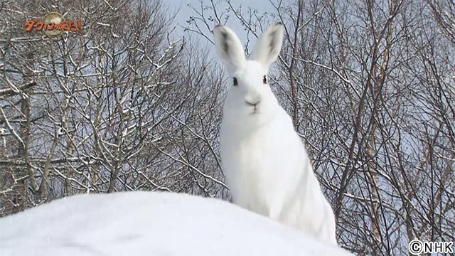 【とっておき2023北海道】ダーウィンが来た！「雪をフル活用！北海道ユキウサギ」