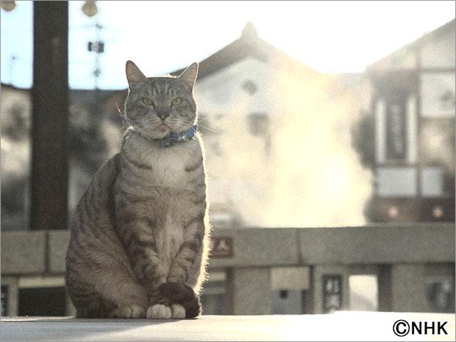 岩合光昭の世界ネコ歩き　4Kスペシャル