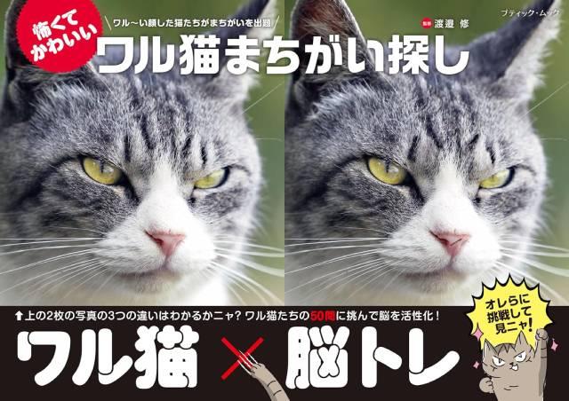 累計30万部超も！ なぜ「ねこのまちがい探し」は大ヒットしているのか？ 新本命は“推しネコ活”までできるって本当!?