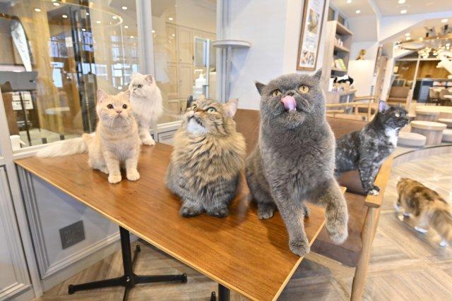 エド・シーランが訪れた「猫カフェ」で最後まで逃げずに歌を聴き続けた“奇跡の猫”（!?）の正体とは？