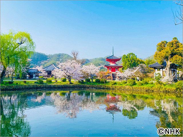 生中継　古都の春 「光る君へ　千年の桜」