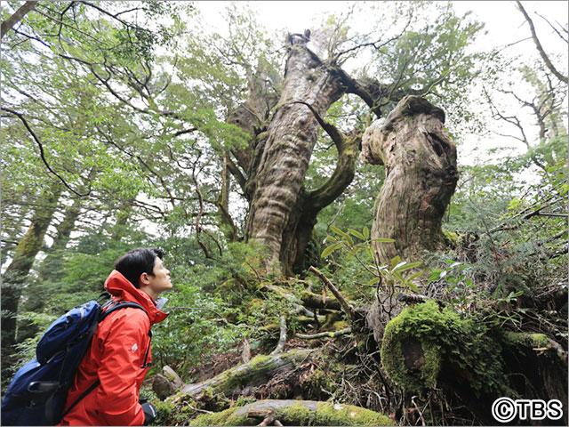 鈴木亮平が「世界遺産」ナレーション＆ナビゲーターに就任。念願の屋久島を初訪問