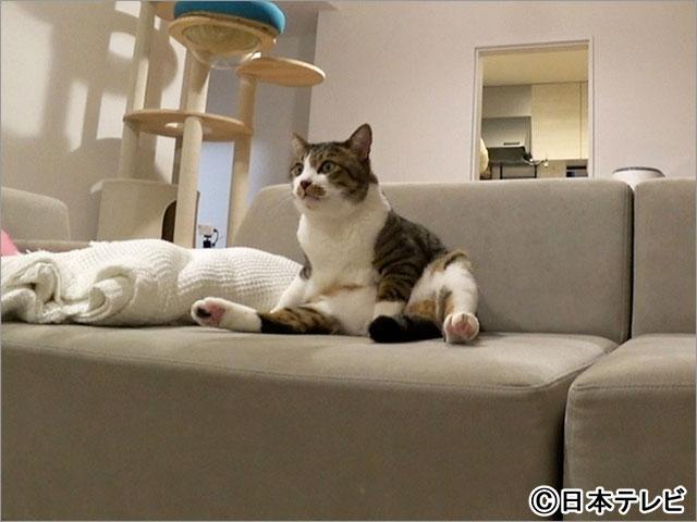 嗚呼!!みんなの動物園