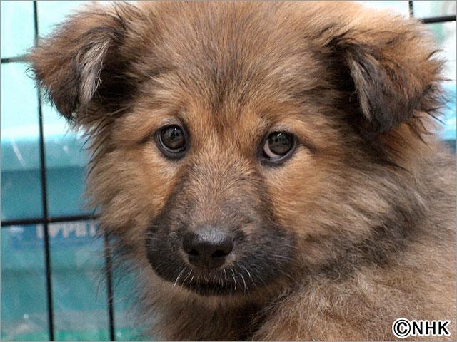 ねこ育て　いぬ育て