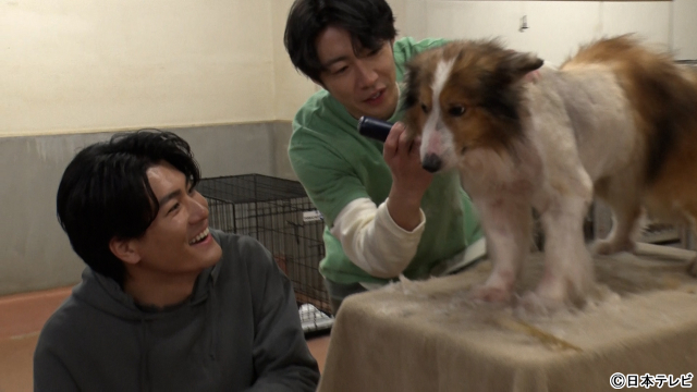 相葉雅紀＆SixTONES・森本慎太郎が初タッグ！　トリミングで保護犬の心をほぐす