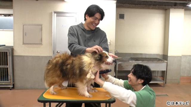 相葉雅紀＆SixTONES・森本慎太郎が初タッグ！　トリミングで保護犬の心をほぐす
