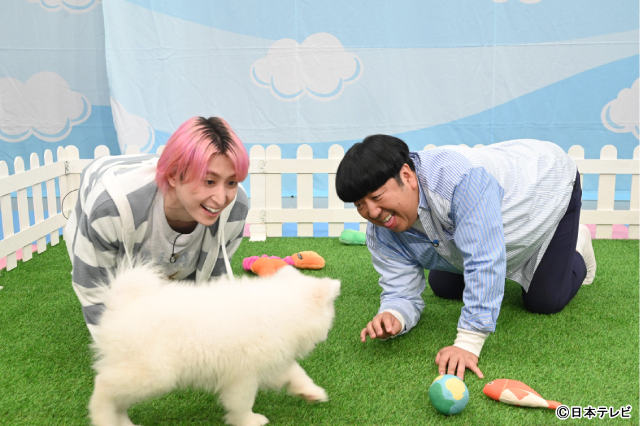 佐久間大介が「ぬいぐるみみたい！」とトリコに!?　浮所飛貴がサモエドの魅力をプレゼン！