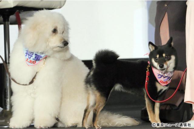 清原果耶＆成田凌が“愛犬”に夢中！「初恋DOGs」でナ・イヌが深田恭子にまさかのツッコミ!?