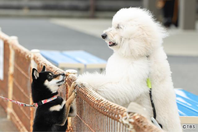 清原果耶×成田凌×ナ・イヌ共演！　ワンコがつなぐ恋「初恋DOGs」開幕