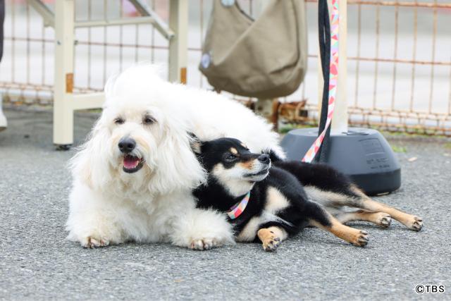 清原果耶×成田凌×ナ・イヌ共演！　ワンコがつなぐ恋「初恋DOGs」開幕