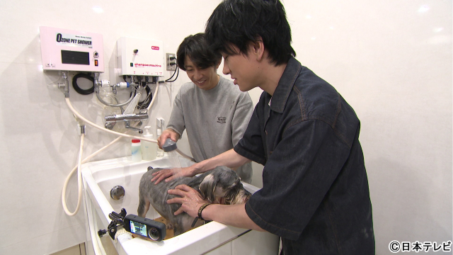 横山裕＆相葉雅紀「嗚呼!!みんなの動物園」で保護犬の未来のためにトリミング