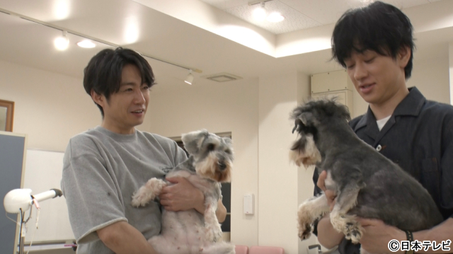 横山裕＆相葉雅紀「嗚呼!!みんなの動物園」で保護犬の未来のためにトリミング