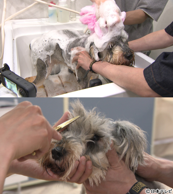 横山裕＆相葉雅紀「嗚呼!!みんなの動物園」で保護犬の未来のためにトリミング