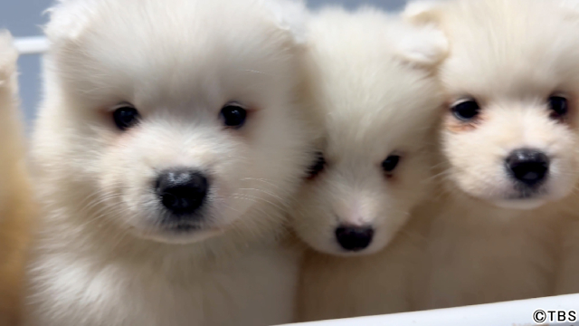 ROIROM・本多大夢＆浜川路己が「動物スクープ100連発」のヤンチャ犬に涙ポロリ!?