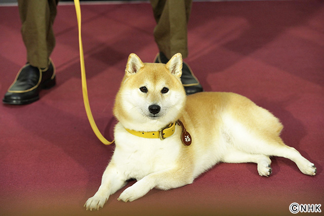 大東駿介＆飯豊まりえ、柴犬にメロメロ！　柄本時生が声に決まり「なでにくくなった（笑）」
